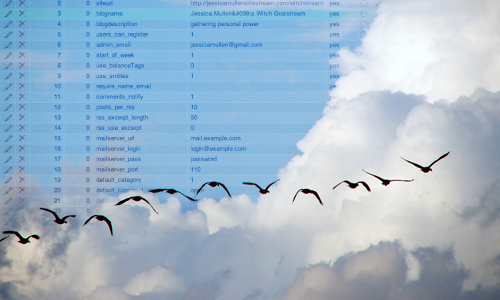 dbbirds database birds!