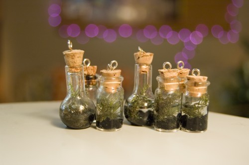 terrariums terrariums