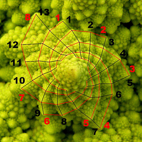 fibonacci cabbage fibonacci cabbage